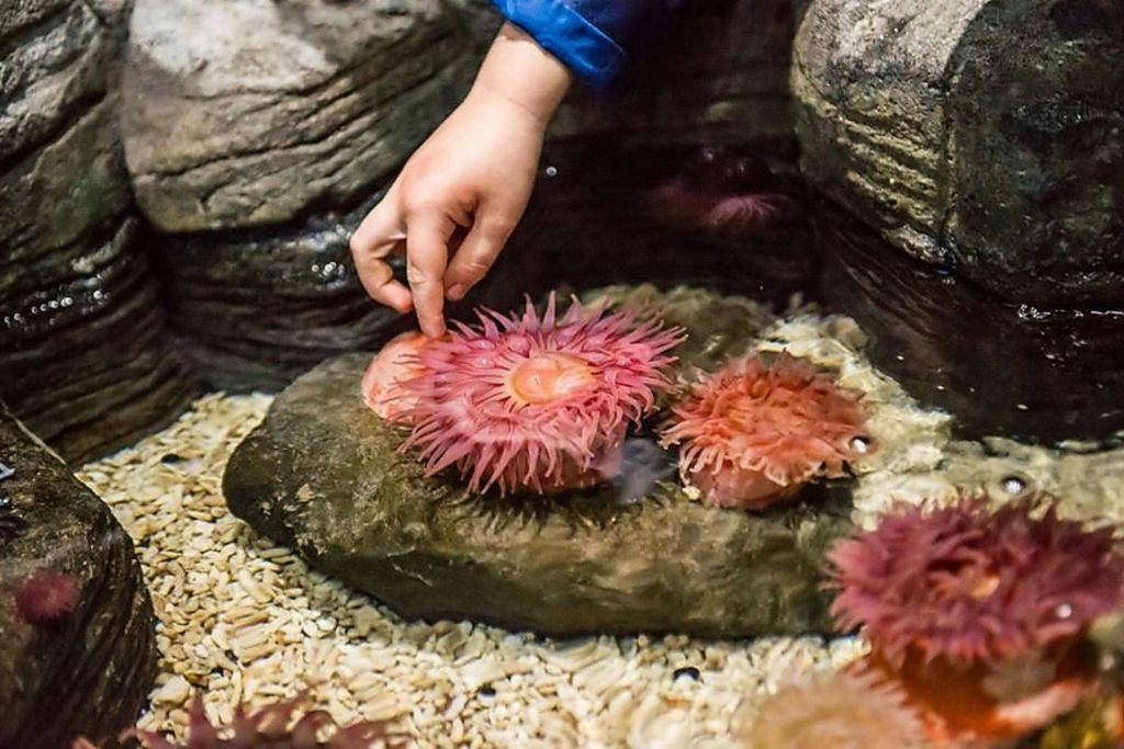 주변의 바위와 자갈이 있는 수족관 터치 탱크에서 아이의 손이 분홍색 바다 아네모네를 부드럽게 만집니다.