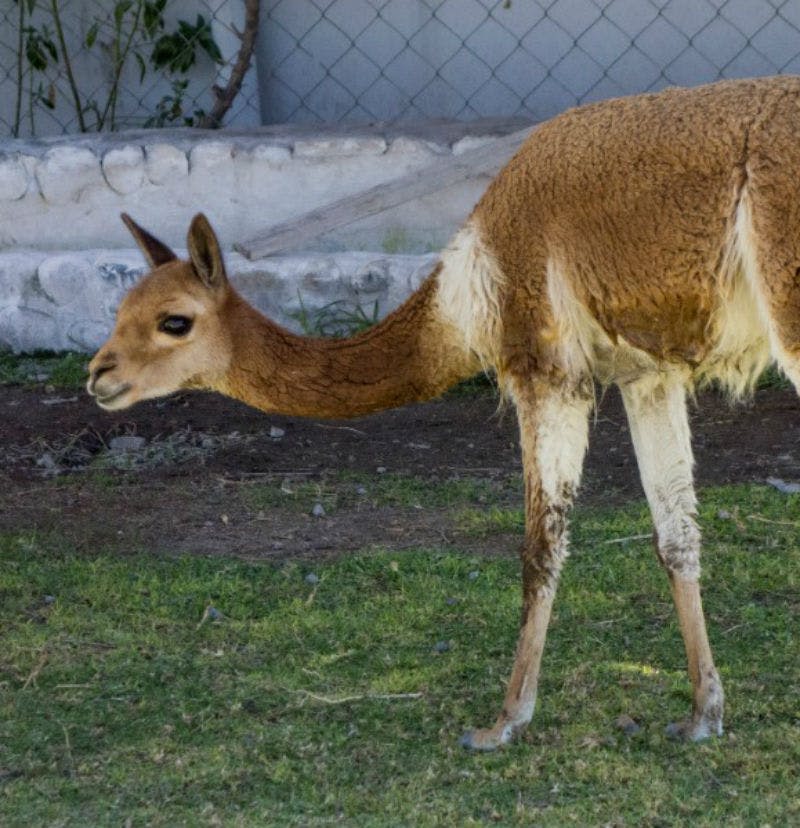 바위를 배경으로 울타리가 쳐진 곳 근처 잔디밭에는 갈색과 흰색의 비쿠냐가 우뚝 서 있습니다.