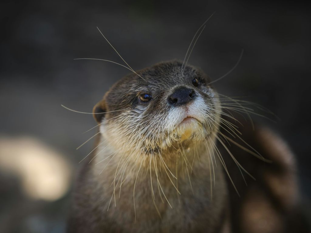 흐릿하고 어두운 배경에 눈에 띄는 수염과 어두운 눈을 가진 수달의 클로즈업.