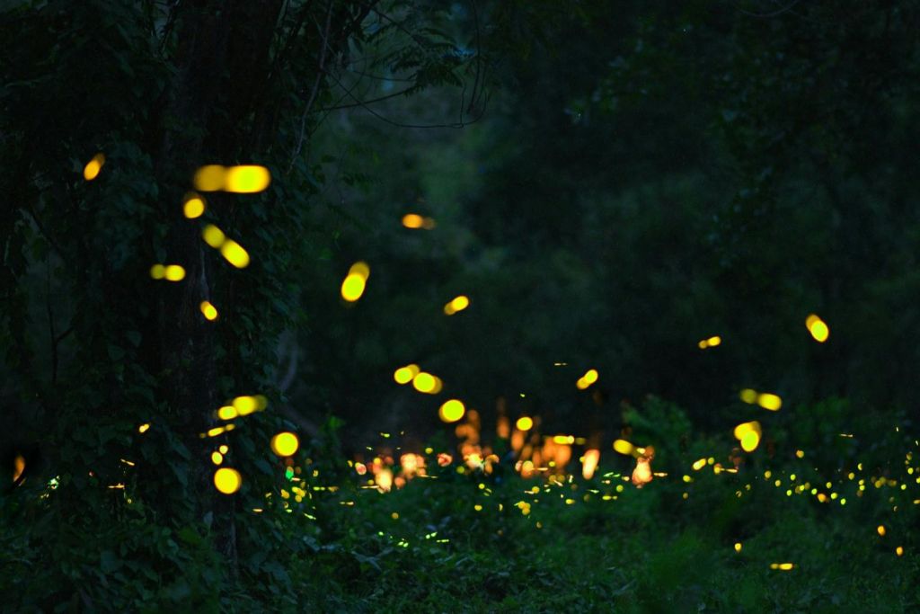 밤의 반딧불이