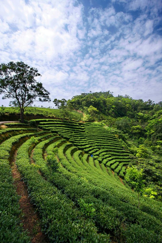 빽빽한 숲과 흩어져 있는 몇 그루의 나무로 둘러싸인 부분적으로 흐린 하늘 아래 푸른 계단식 논이 있는 언덕.