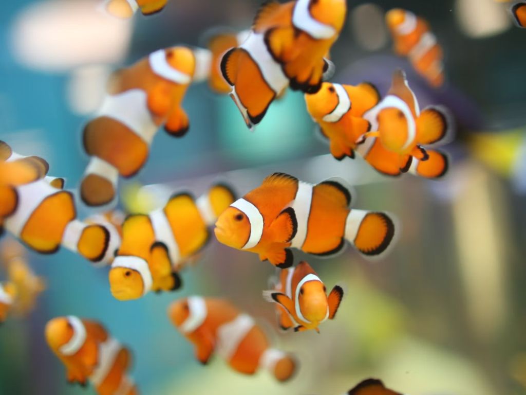 토론토 Ripley's Aquarium of Canada 티켓