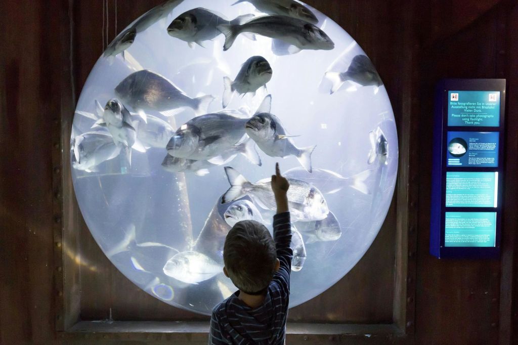 한 어린이가 커다란 원형 수족관 안에서 헤엄치는 물고기를 가리킵니다.