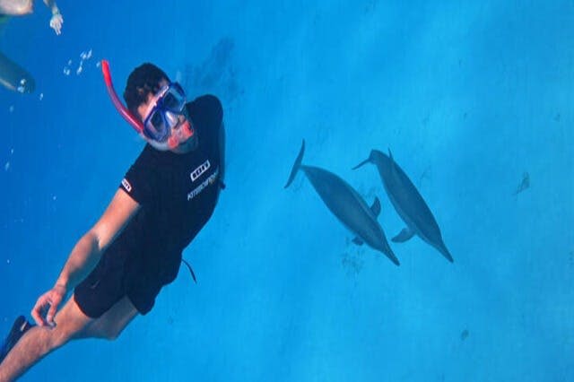 돌고래 사타야 마르사 알람 2