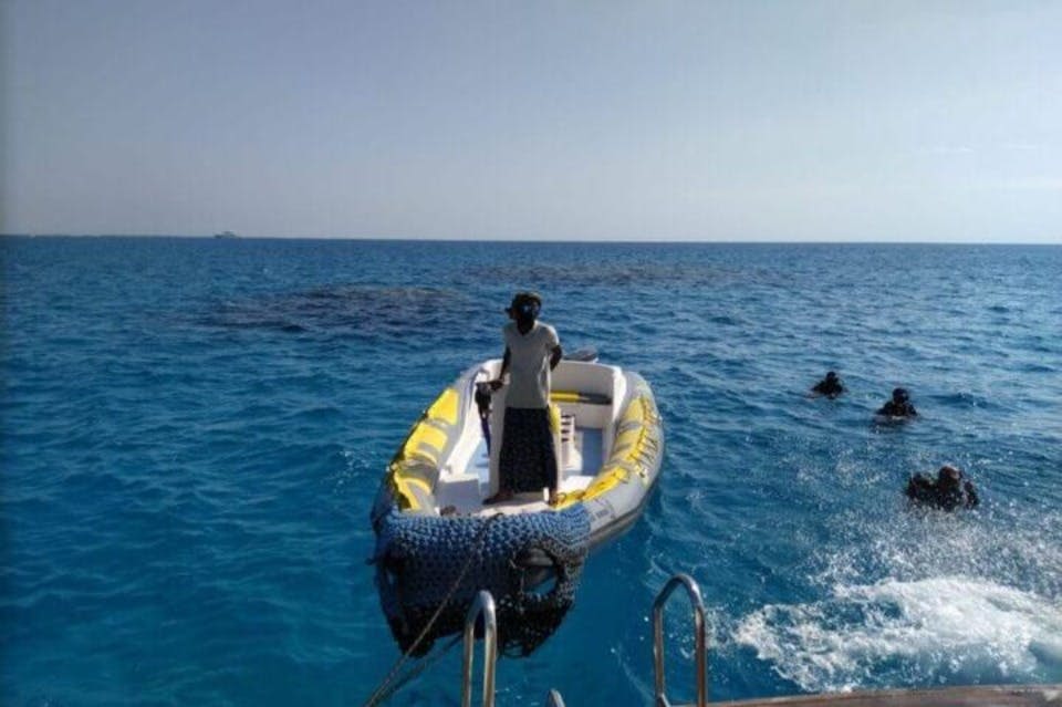 find-dolphins-marsaalam