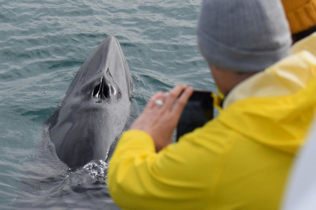 노란색 재킷과 회색 비니를 입은 사람이 물에 떠 있는 고래를 촬영하고 있습니다.
