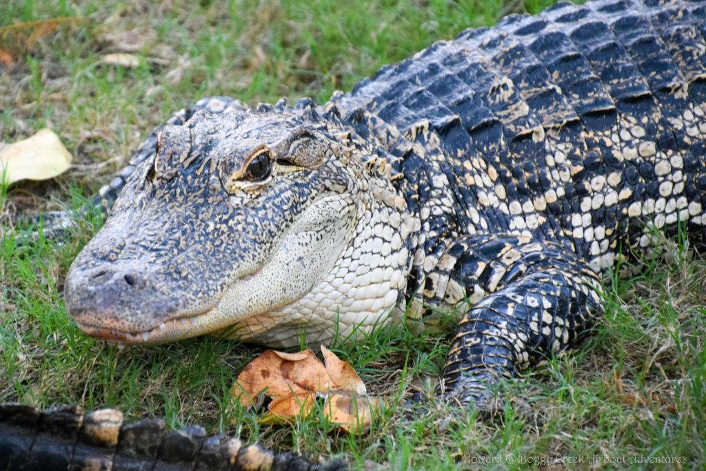 근처에 마른 잎이 있는 풀밭에 누워 있는 악어의 클로즈업.