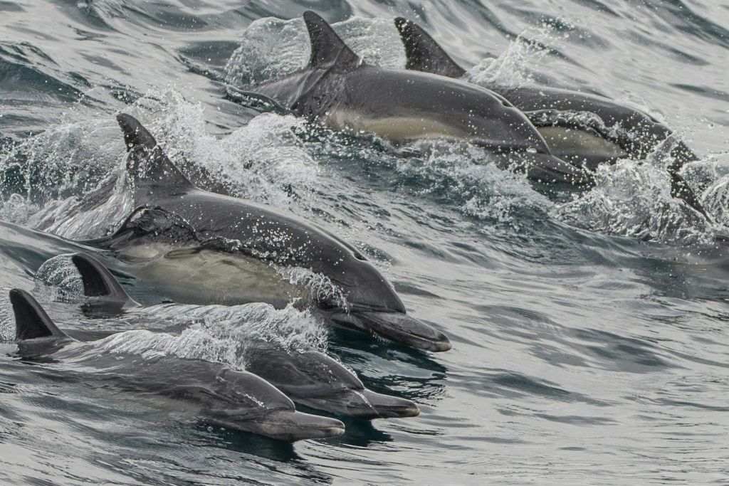 롱비치 고래 관찰 & 돌고래 관찰