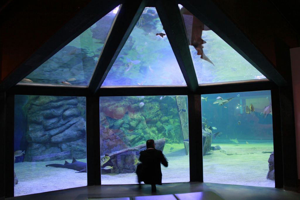 대형 수족관 앞에서 무릎을 꿇고 커다란 삼각형 유리 패널을 통해 탱크 안에서 헤엄치는 물고기와 상어를 관찰하는 사람.