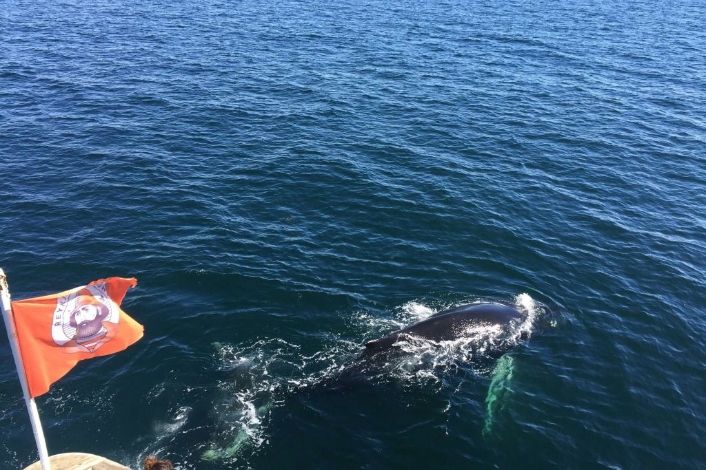 고래 관찰 투어