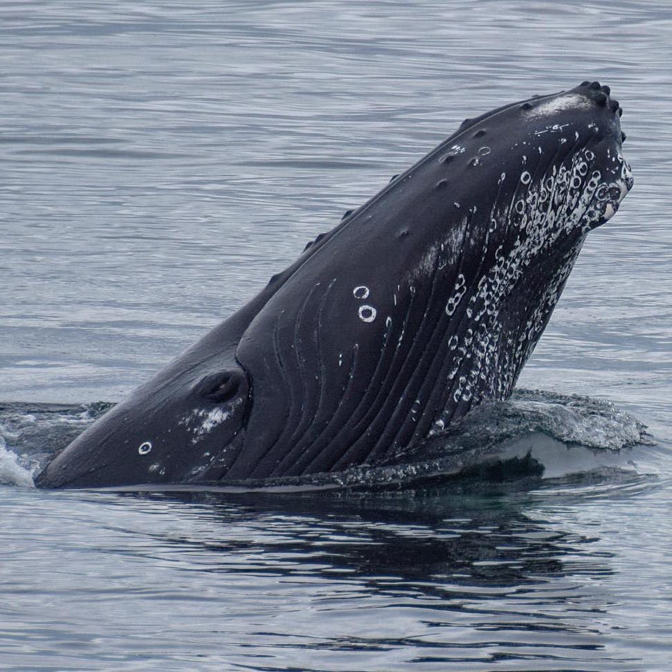혹등고래가 잔잔한 바다에서 헛개나무로 뒤덮인 물 표면을 뚫고 나옵니다.