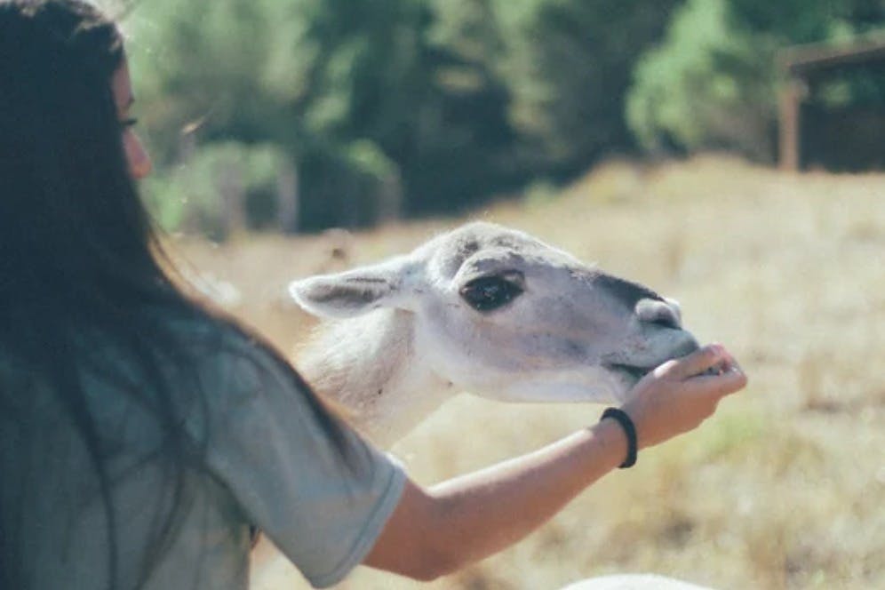 와일드 포레스트 리저브 재
