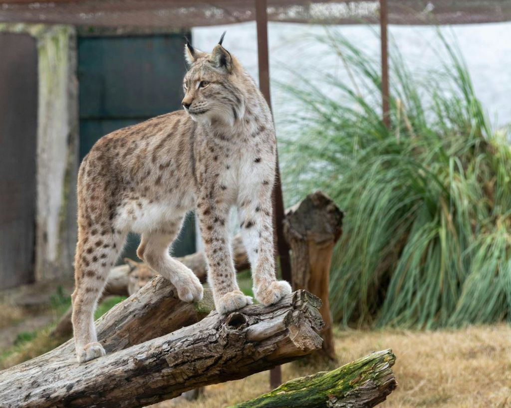 높은 잔디와 나무 통나무가 있는 인클로저의 쓰러진 나무에 린스가 경고하고 있습니다.