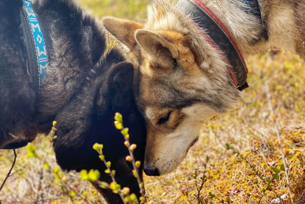 북극 늑대개와 함께하는 가을 하이킹