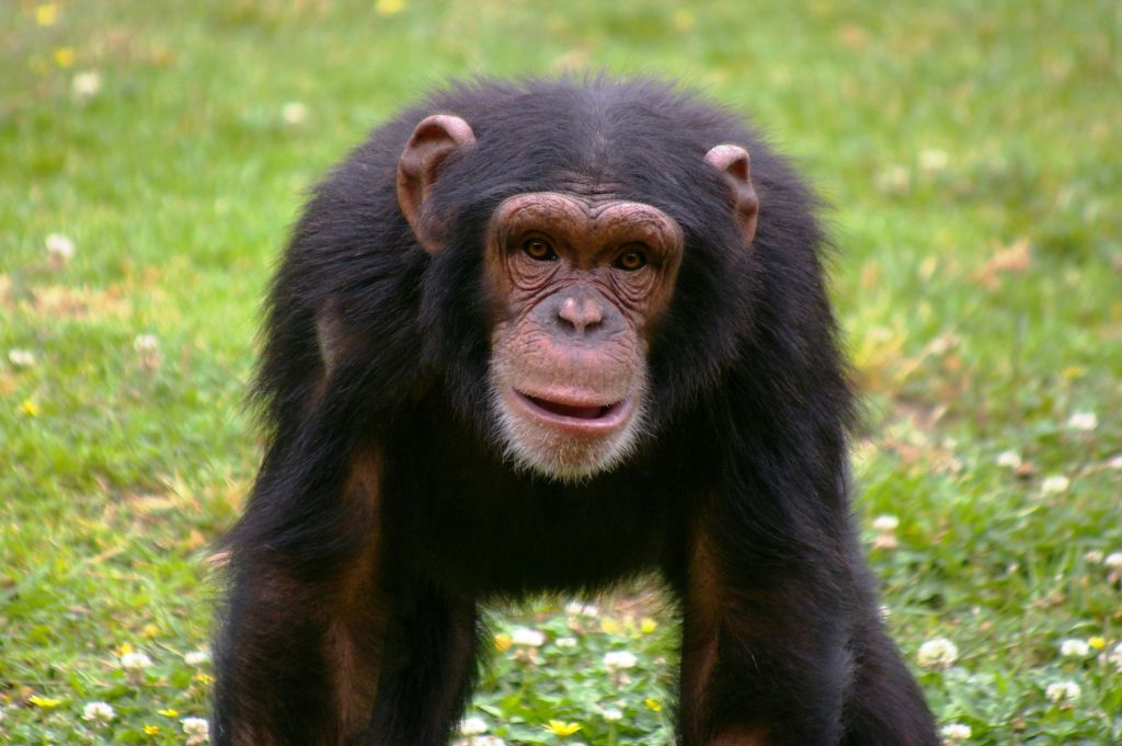 검은 털과 연한 얼굴을 한 침팬지가 잔디밭에 서서 카메라를 바라보고 있습니다.