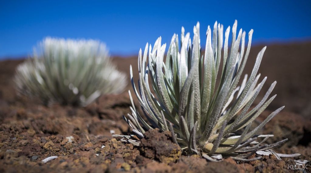 가이드와 함께 산악 지형을 트레킹하고 해당 지역 고유의 식물과 동물을 발견하세요.
