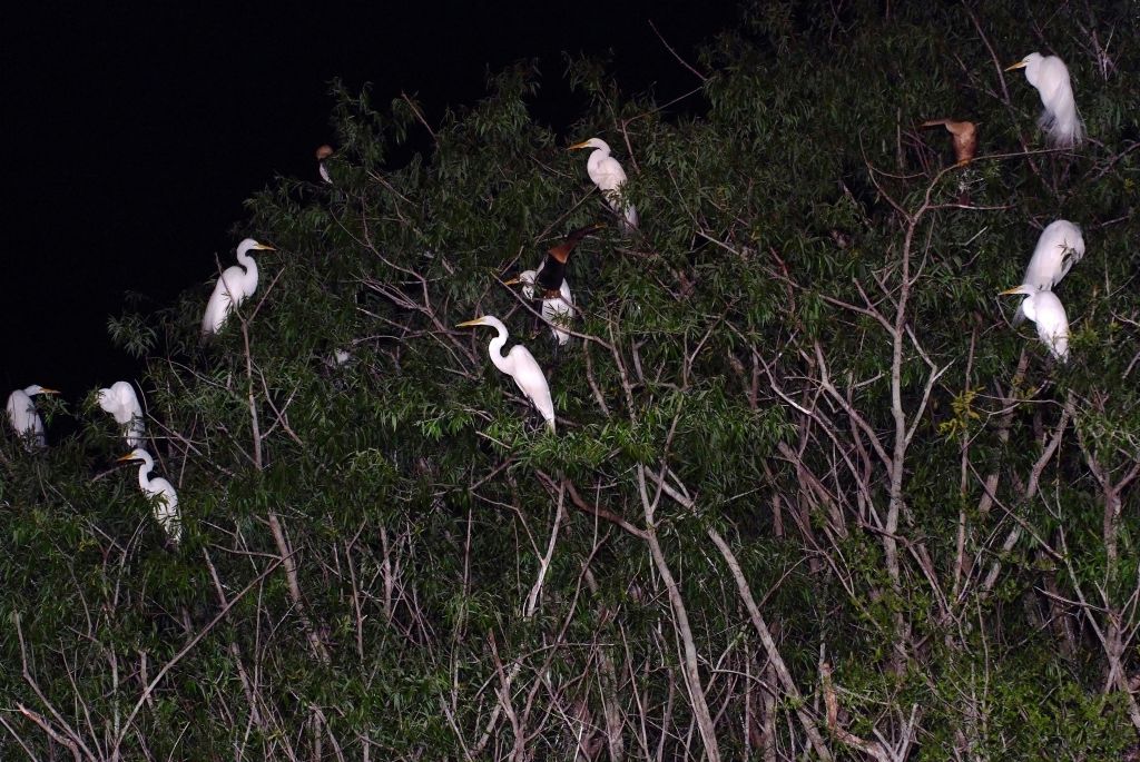 어두운 밤하늘 아래 나뭇가지에 서 있는 하얀 에그릿.