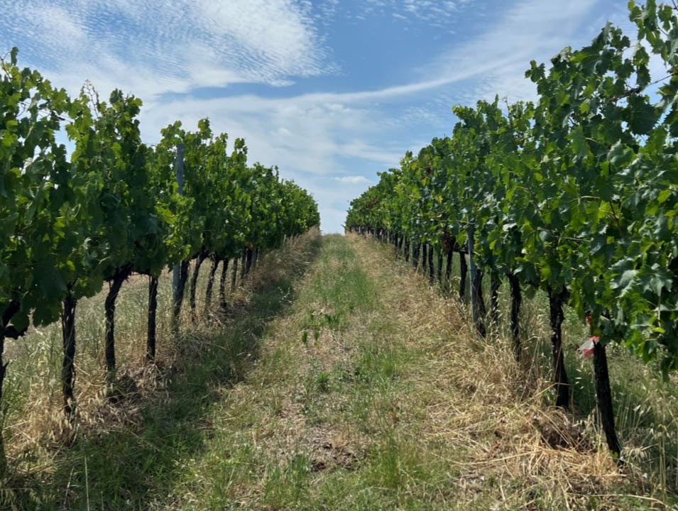 포도원의 부분적으로 흐린 푸른 하늘 아래 푸른 포도나무 사이로 길이 이어집니다.