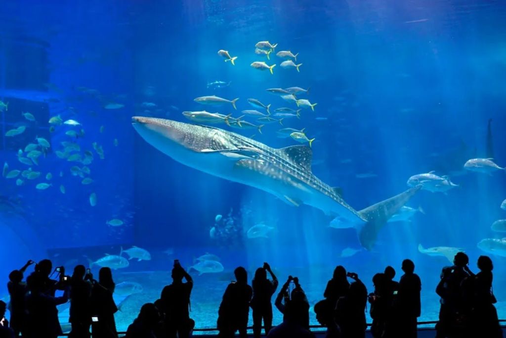 작은 물고기가 있는 수족관 탱크에서 헤엄치는 커다란 상어, 전경에서 사진을 찍는 실루엣의 사람들.