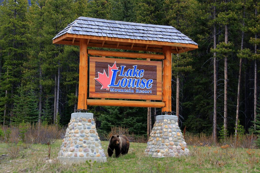 "레이크 루이스 마운틴 리조트" 가 있는 커다란 나무 표지판이 돌 기둥 위에 서 있으며, 곰이 그 아래를 걷고 있습니다. 숲 배경.