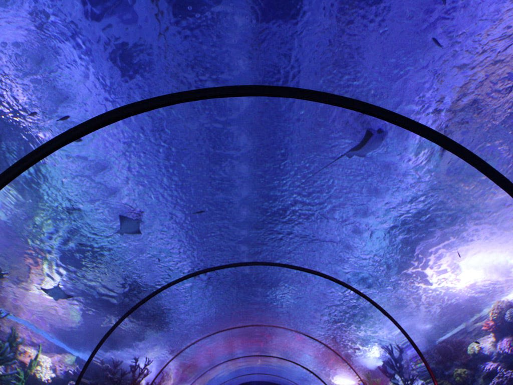 푸른 빛의 수족관에서 가오리와 물고기가 헤엄치는 모습을 보여주는 곡선형 유리 천장이 있는 수중 터널.