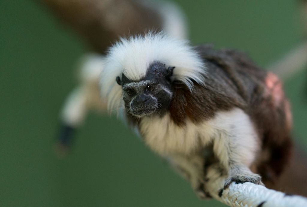 독특한 흰색 문장과 갈색 털을 가진 작은 원숭이가 흐릿한 녹색 배경에 나뭇가지에 달라붙습니다.