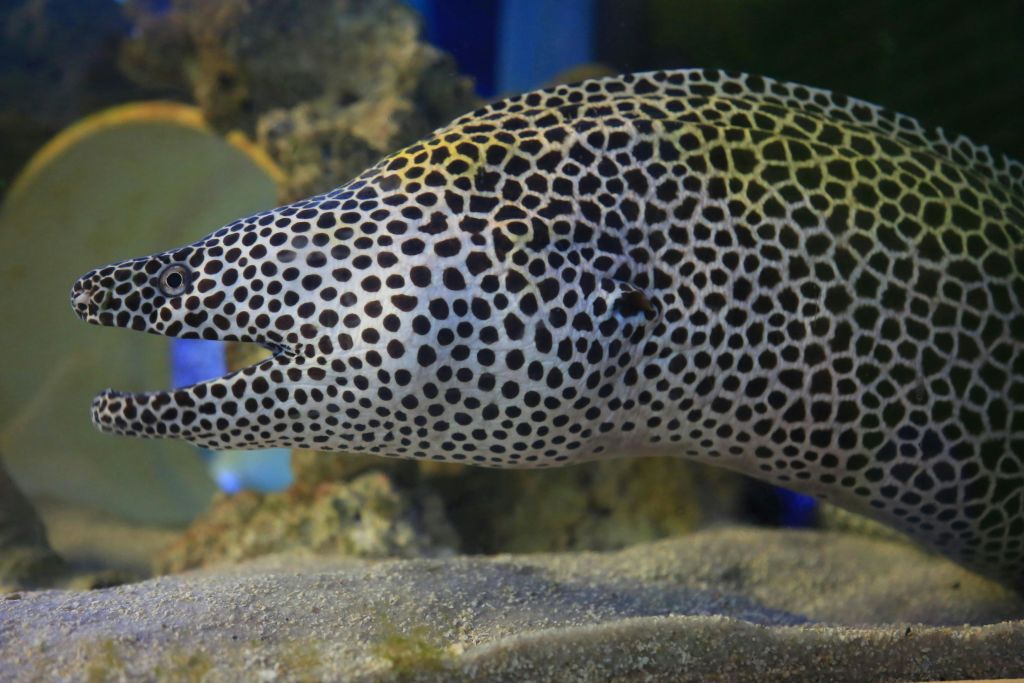 흑백 패턴의 얼룩장어가 수족관의 모래와 바위를 헤엄치고 있습니다.