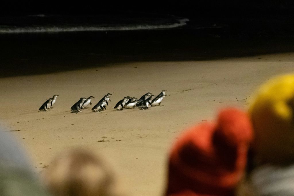 필립 아일랜드 펭귄 퍼레이드