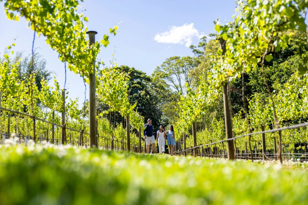 브리즈번에서 1시간 거리에 있는 와이너리에서 포도나무 산책하기