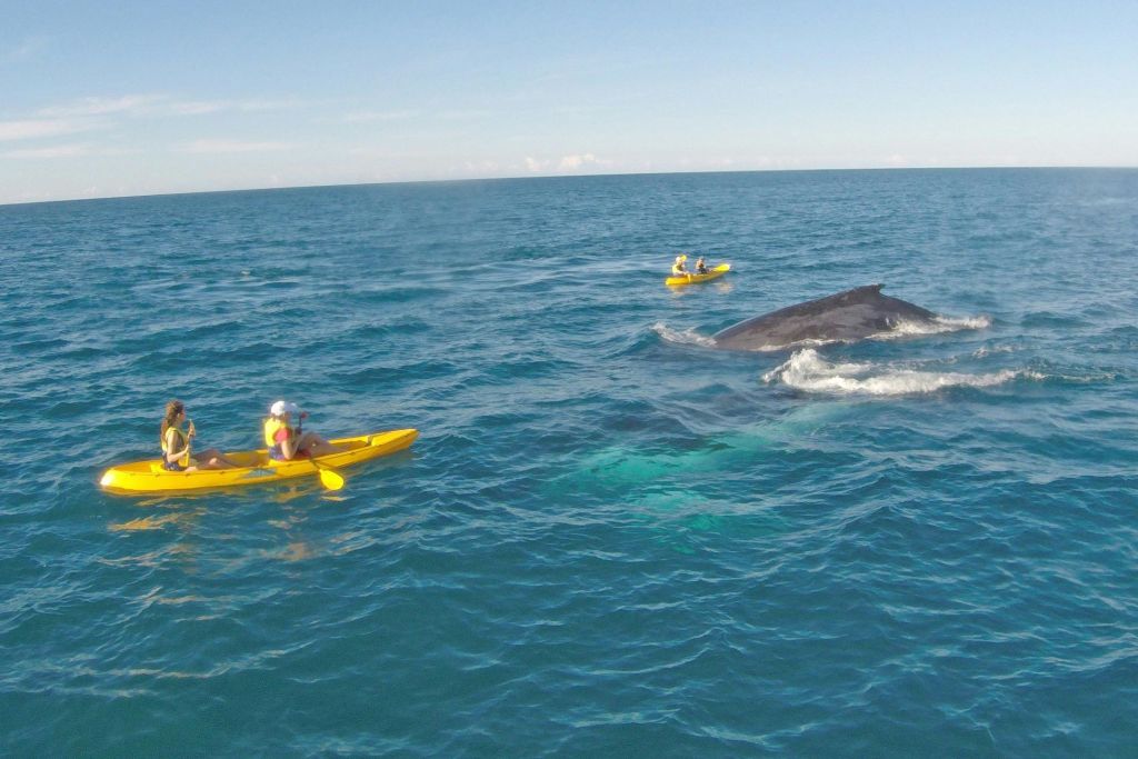 더블아일랜드포인트에서 고래와 함께하는 카약 투어