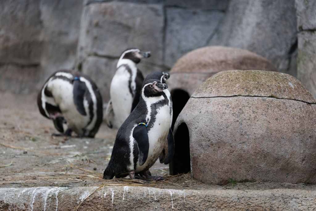 코펜하겐 동물원