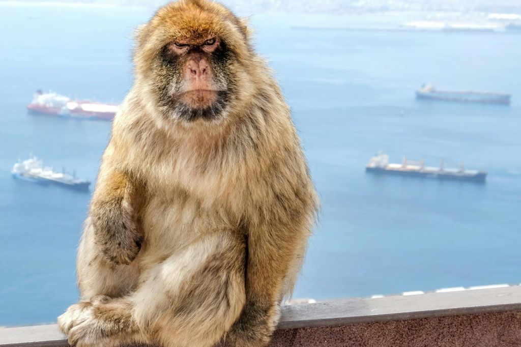 여러 척의 배를 배경으로 바다가 내려다보이는 벽을 배경으로 진지한 표정을 짓고 있는 바르바리 원숭이.