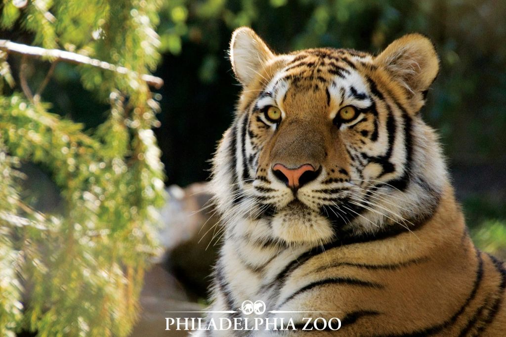 필라델피아 동물원