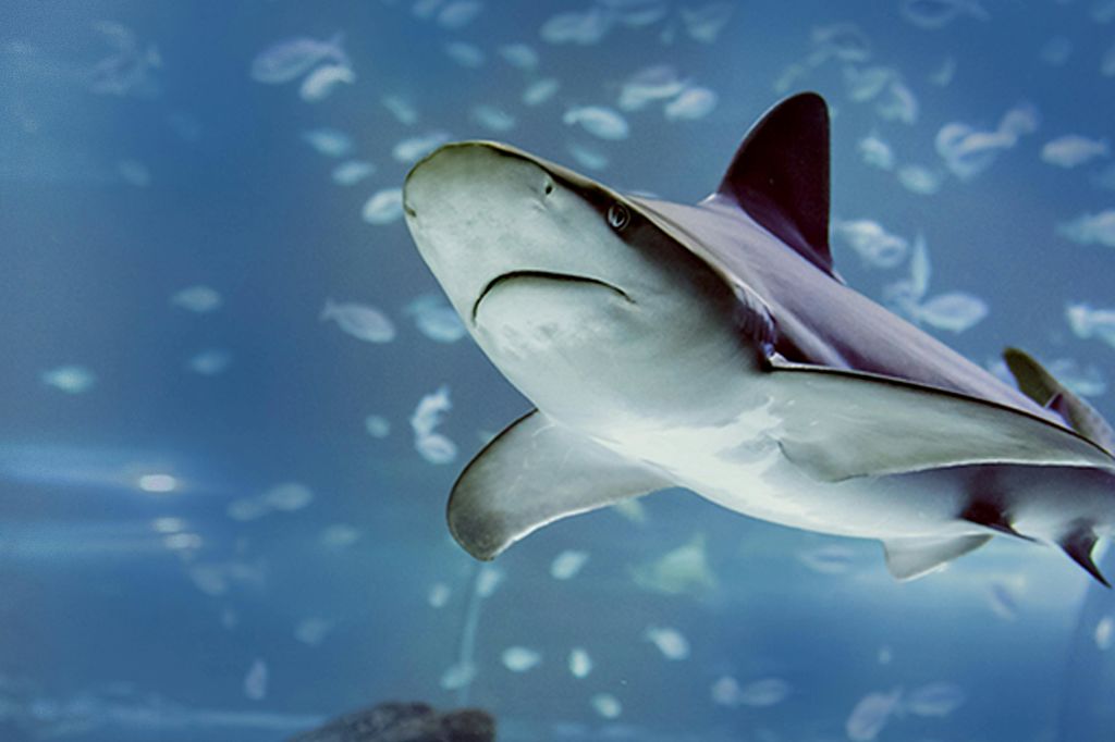 아틀란티스아쿠아리움