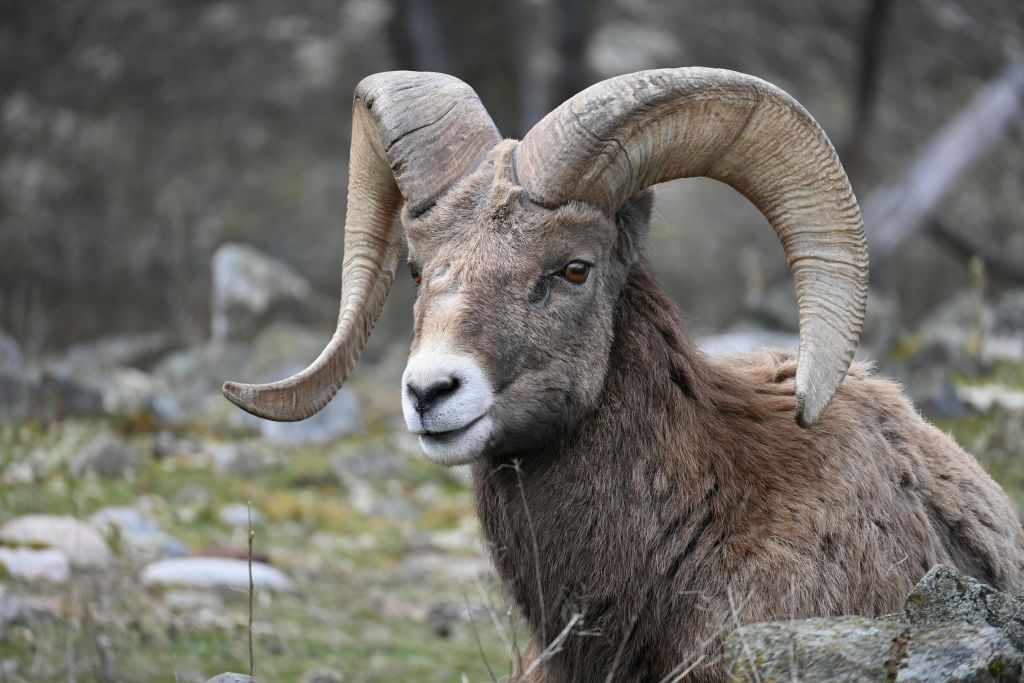 바위가 많은 자연 서식지에서 뿔이 웅크린 큰 뿔 양을 클로즈업으로 만나보세요.