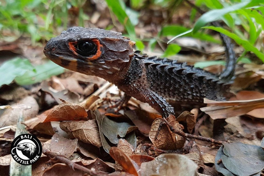 발리 파충류 공원