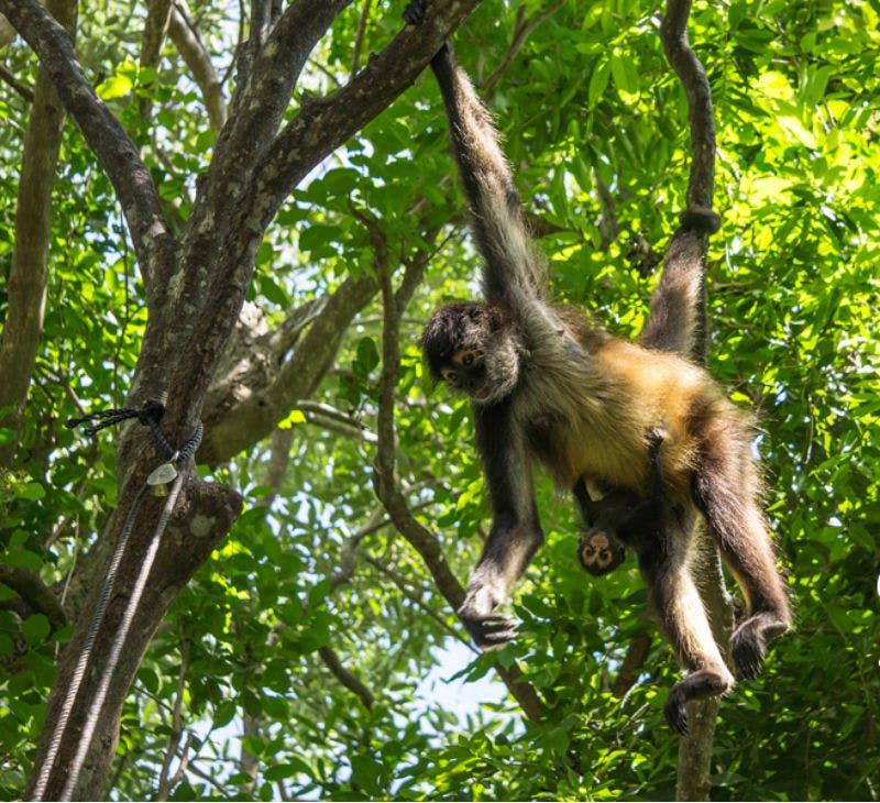 숲 속에 울창한 푸른 단풍으로 둘러싸인 나뭇가지에 매달린 거미 원숭이.