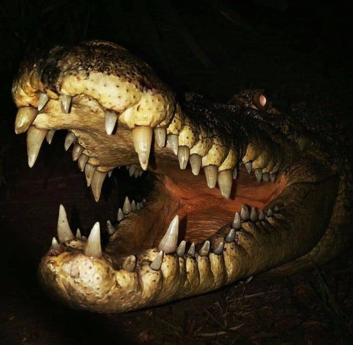 어두운 배경에 날카로운 이빨을 드러내며 입을 크게 벌린 악어.