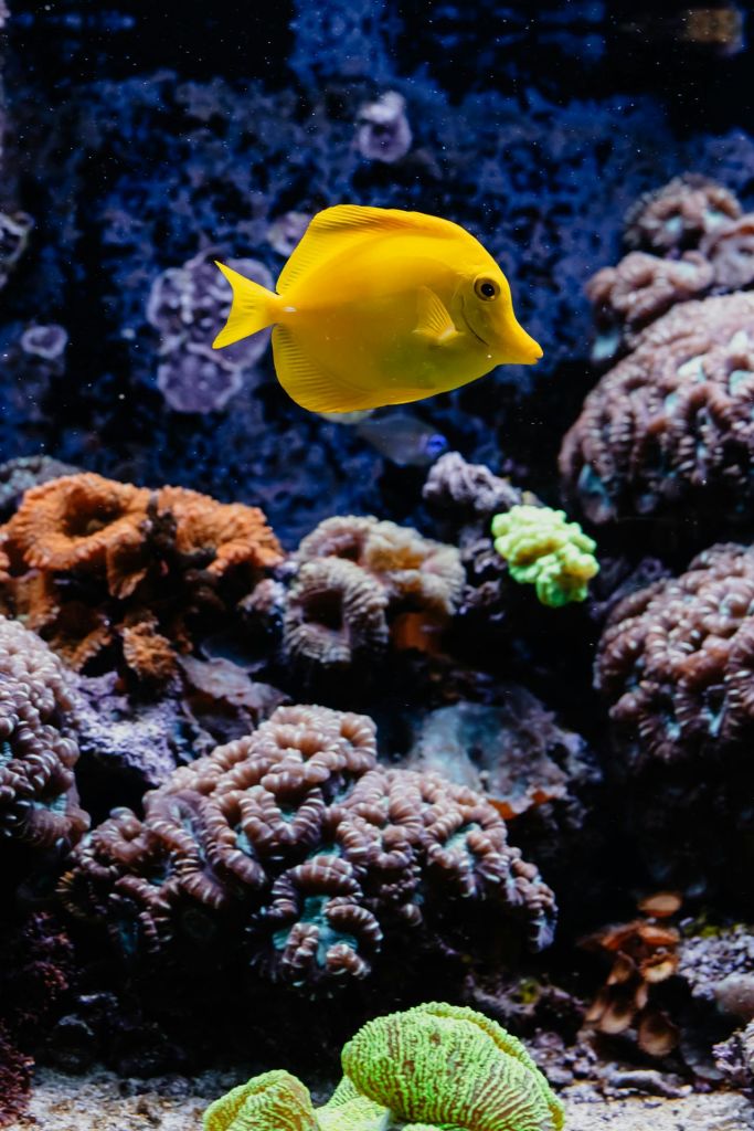 수족관의 화려한 산호 근처에서 노란 물고기가 헤엄치고 있습니다.