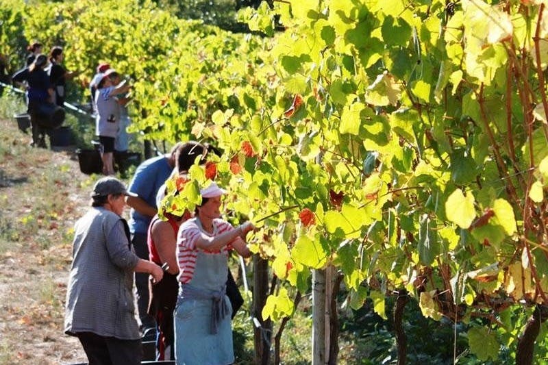 포도원 방문