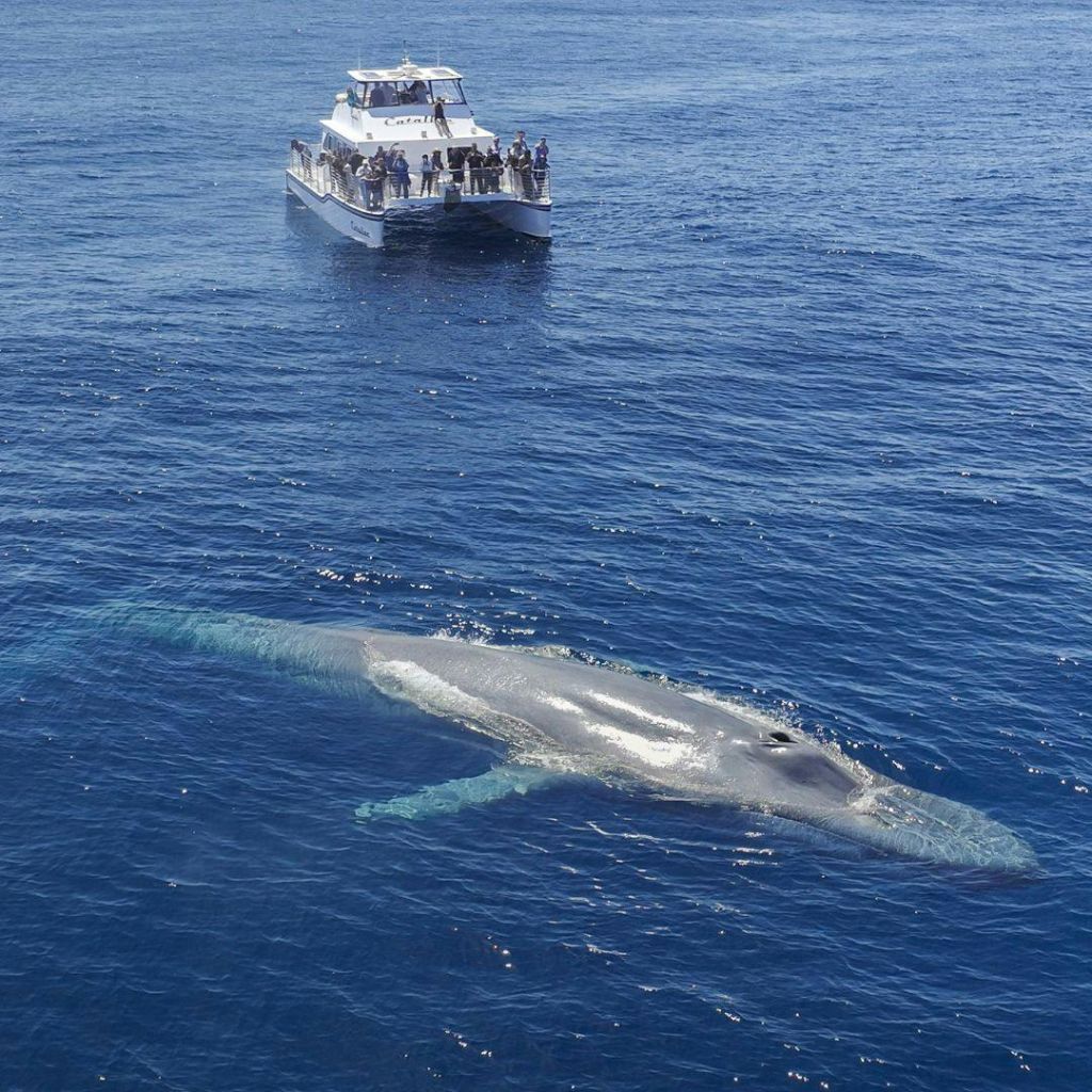 보트를 탄 사람들은 푸른 바다의 수면 바로 아래에서 헤엄치는 커다란 고래를 보고 있습니다.