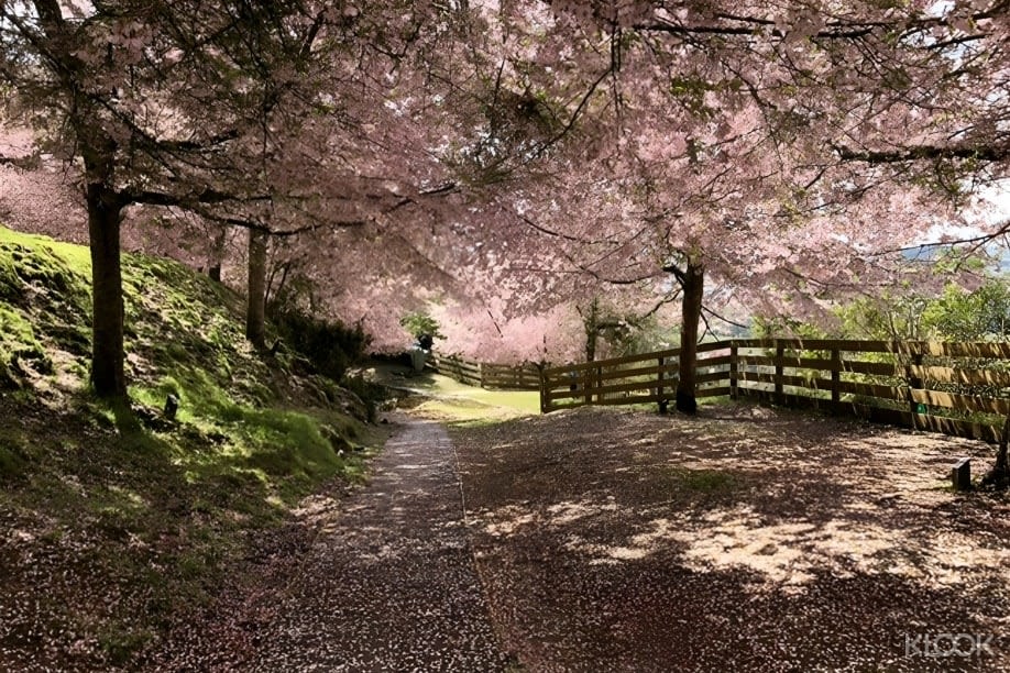 주변의 신선한 공기와 자연의 아름다움을 즐길 수 있는 기회는 상쾌합니다