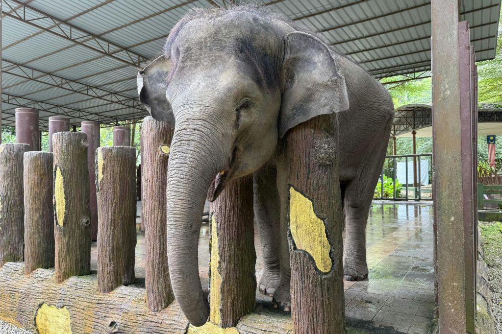 지붕이 있는 구역 아래에 서서 노란 페인트 패치가 있는 나무 기둥에 머리를 대고 있는 코끼리.
