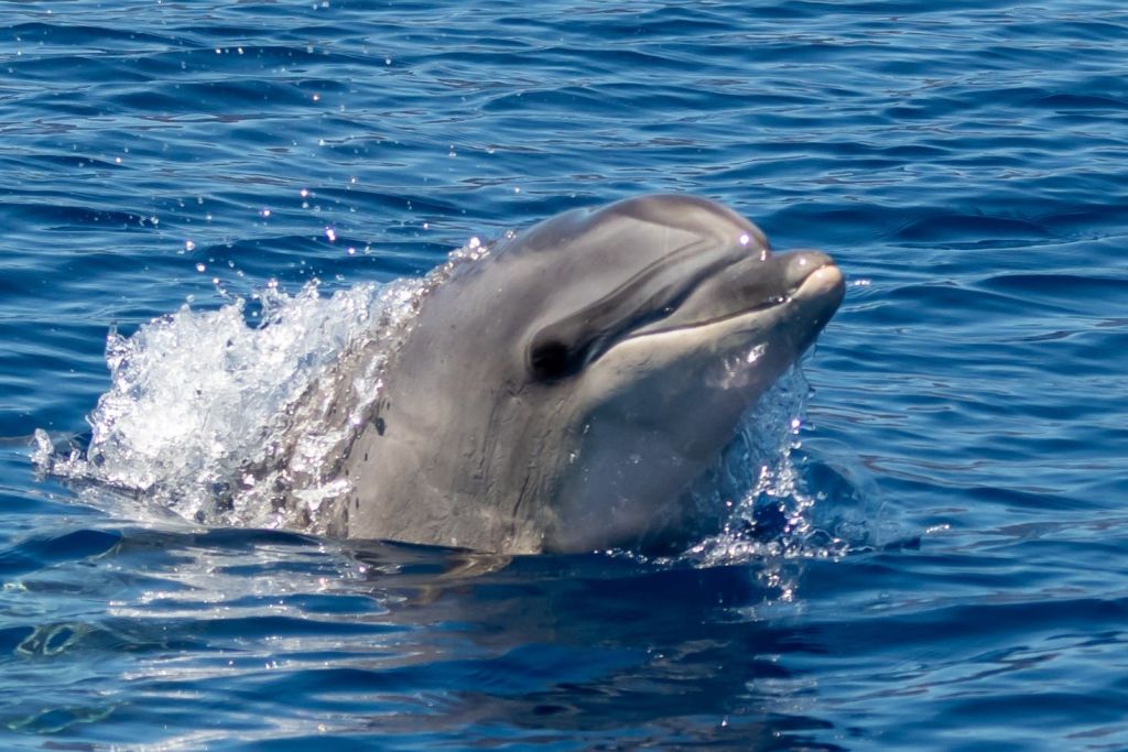 delfín