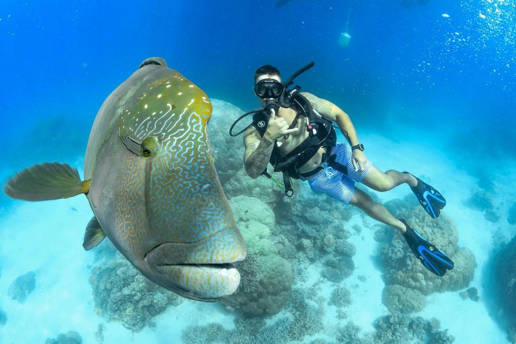 그레이트배리어리프에서 즐기는 스쿠버다이빙