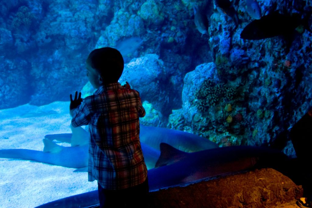 휴스턴 시티 투어 + 다운타운 아쿠아리움