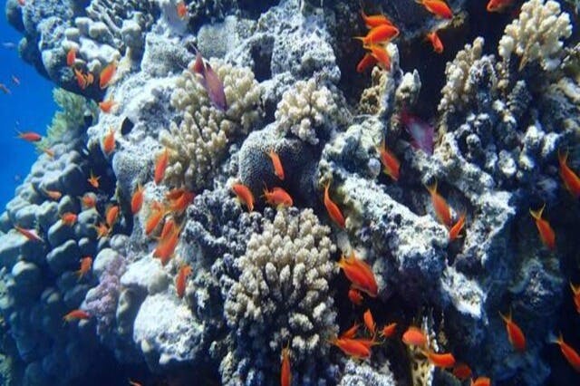 사타야 산호 정원