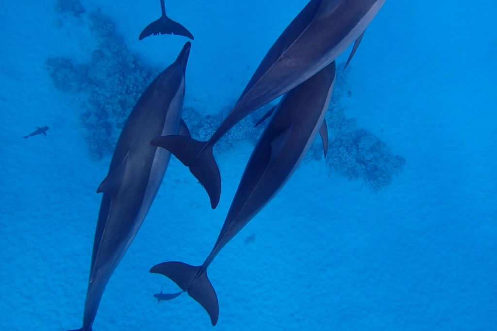 사타야 돌고래 산호초