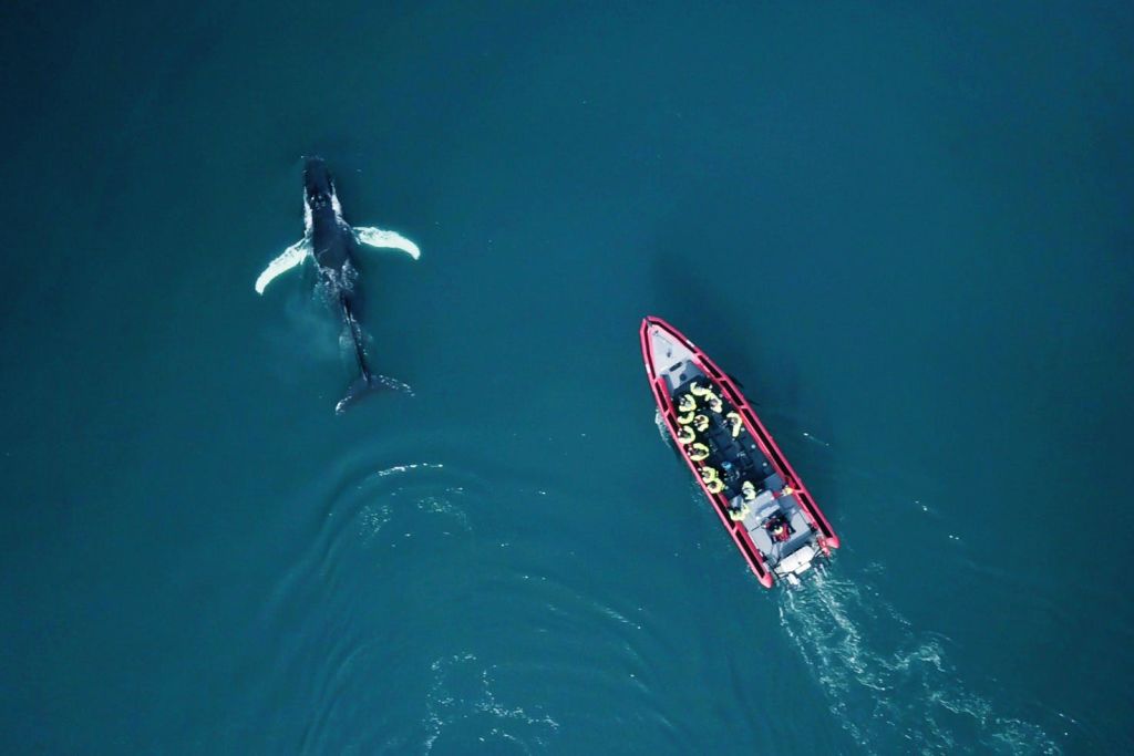 혹등고래 드론 영상 - 아이슬란드 북부 후사비크에서 즐기는 RIB 스피드보트 투어