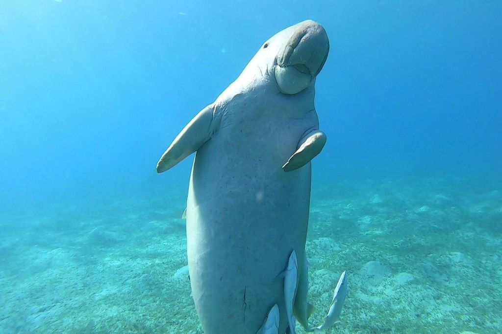 시카우마르사알람